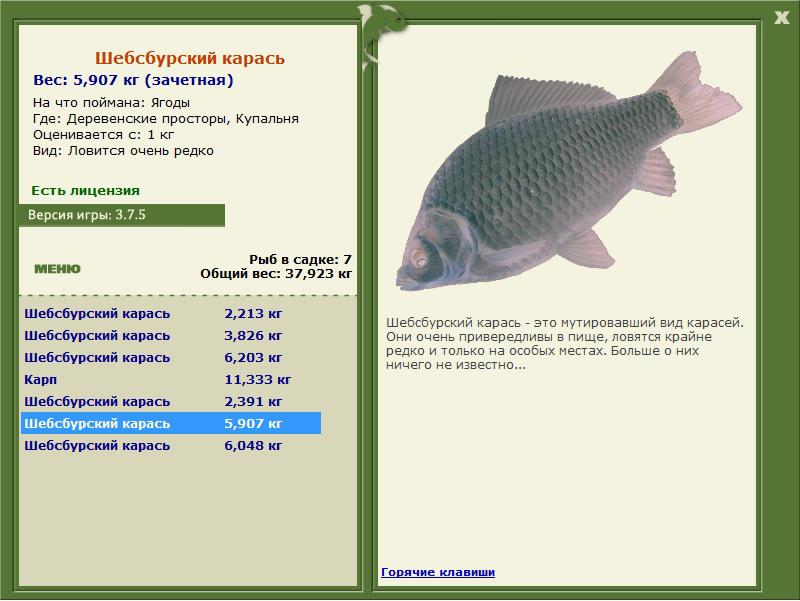 Шебсбурский карась 