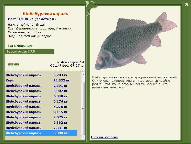 Шебсбурский карась 