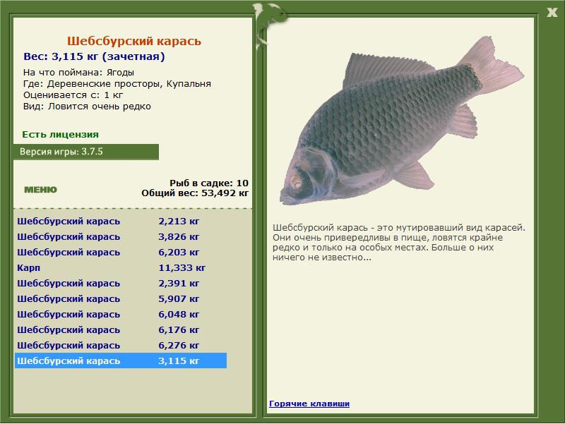 Шебсбурский карась 