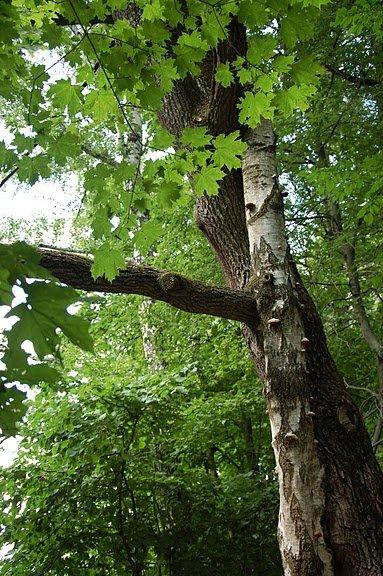  Страница 2 - Клуб Возрождение