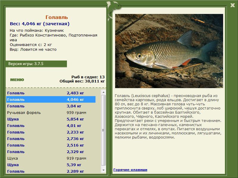 Подтопленная ива 