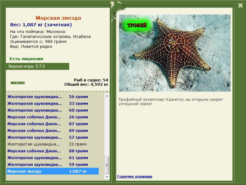 Морская звезда 