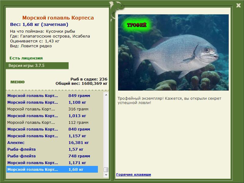 Морской голавль Кортеса 