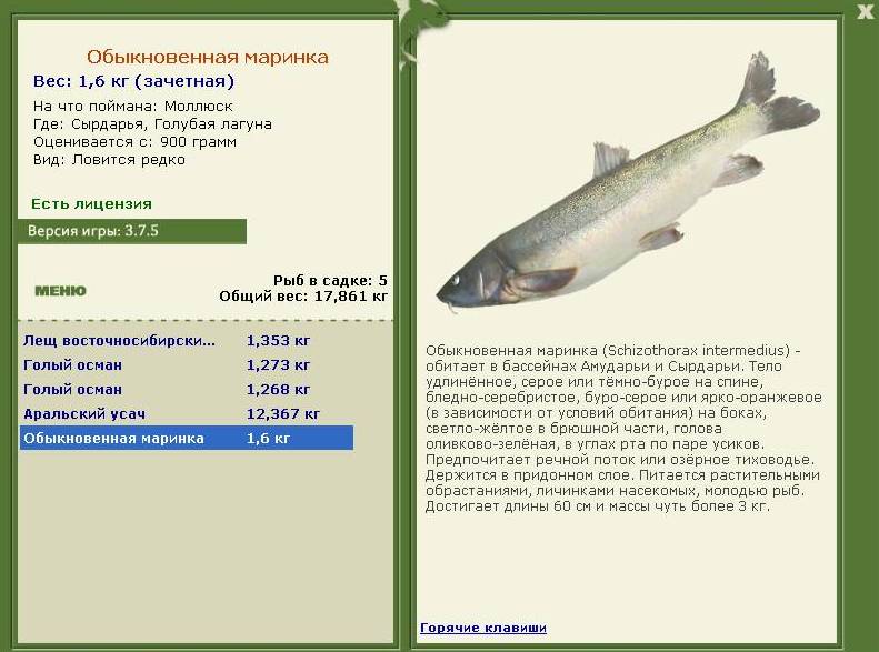 турниры • РУССКАЯ РЫБАЛКА