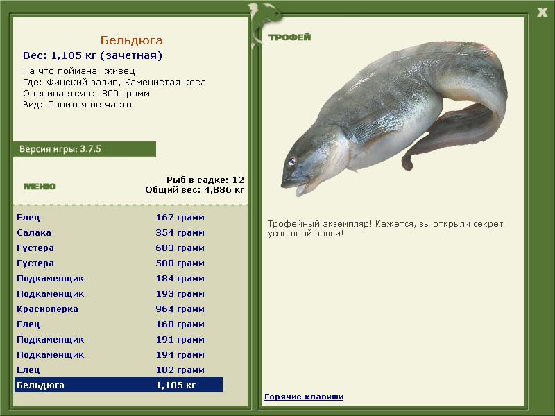 Бельдюга 