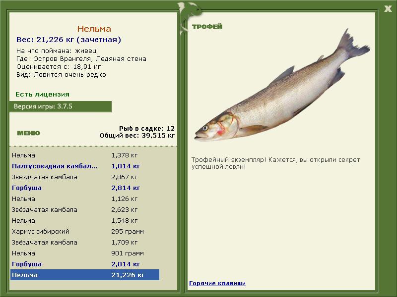 Нельма 