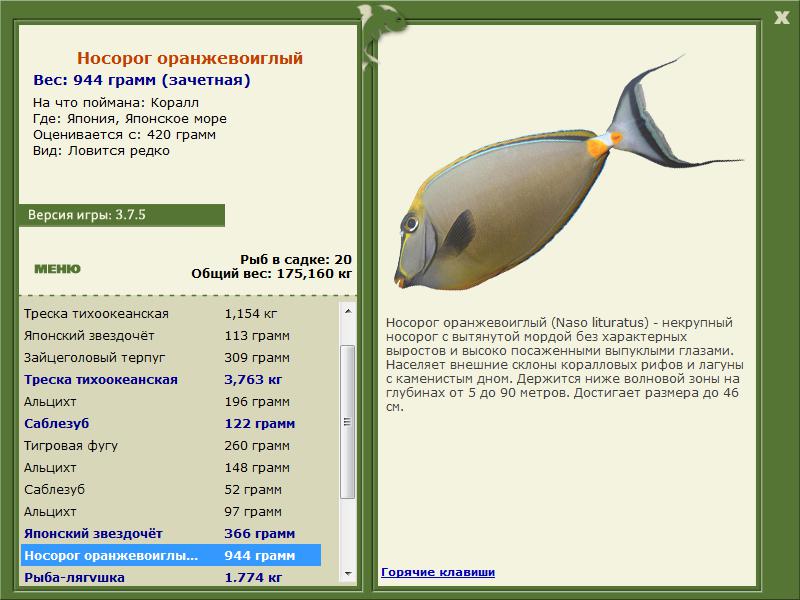 Японское море 