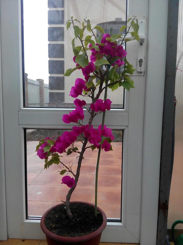Коробейники 