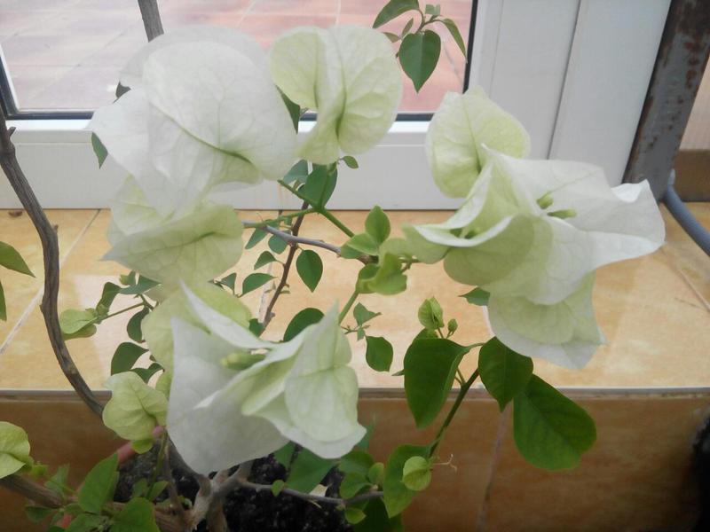 Коробейники 