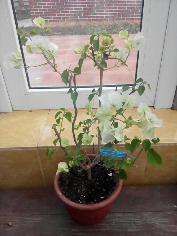 Коробейники 
