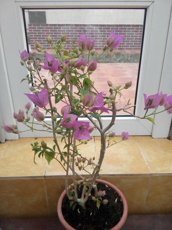 Коробейники 