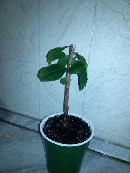 Коробейники 
