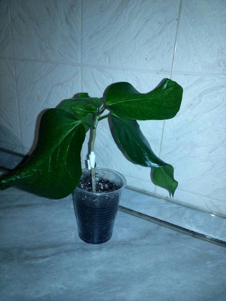 Коробейники 
