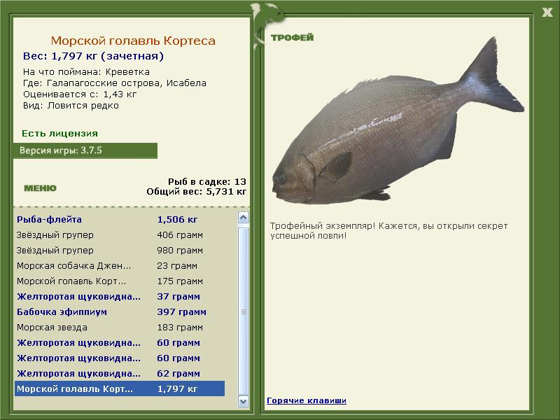 Морской голавль Кортеса 