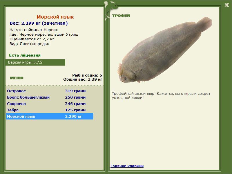 Морской язык 