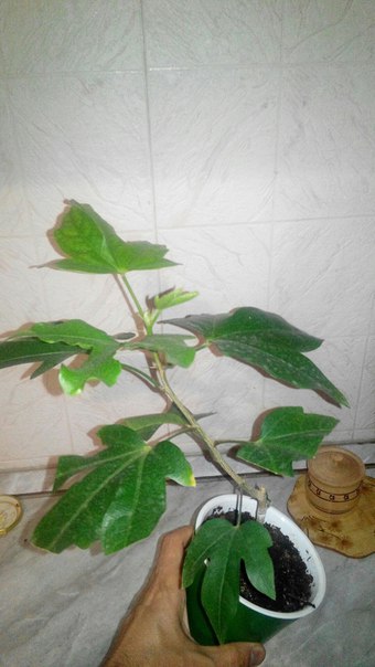 Коробейники 