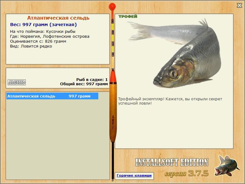 Атлантическая сельдь 
