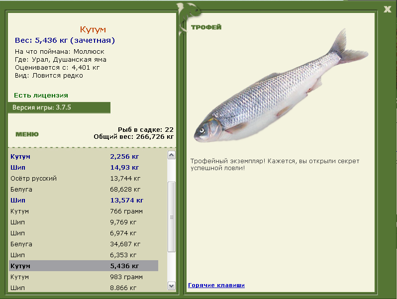Кутум 