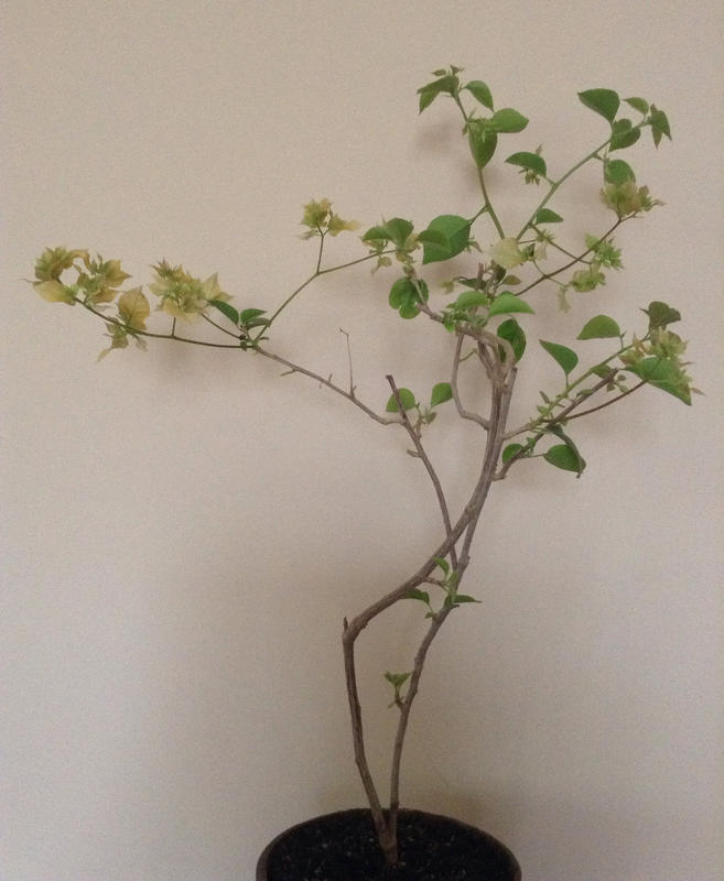 Коробейники 