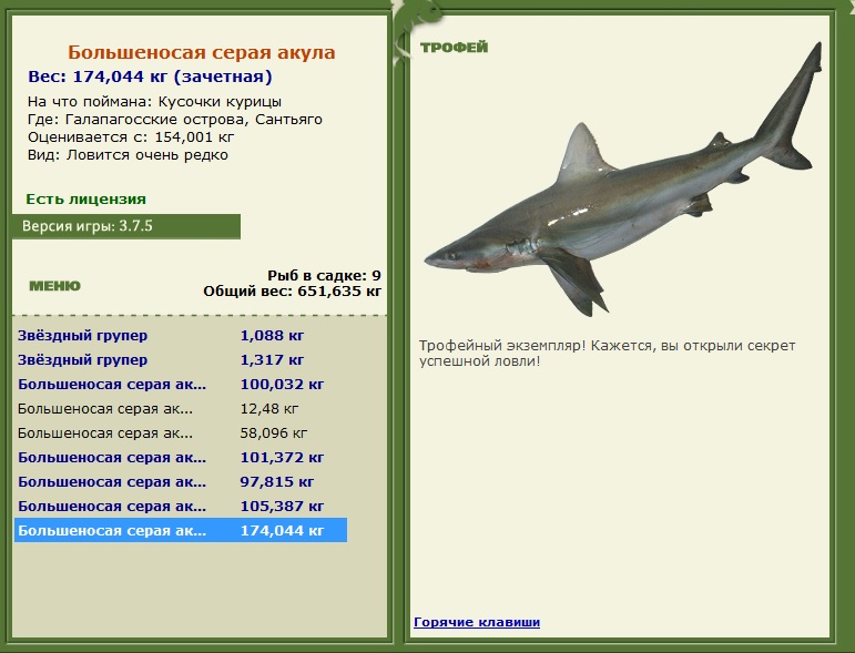 Большеносая серая акула 