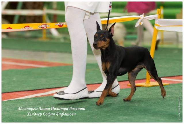 ФОРУМ ПЛАНЕТА ПИНЧЕР 