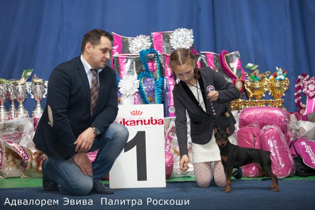 ФОРУМ ПЛАНЕТА ПИНЧЕР 