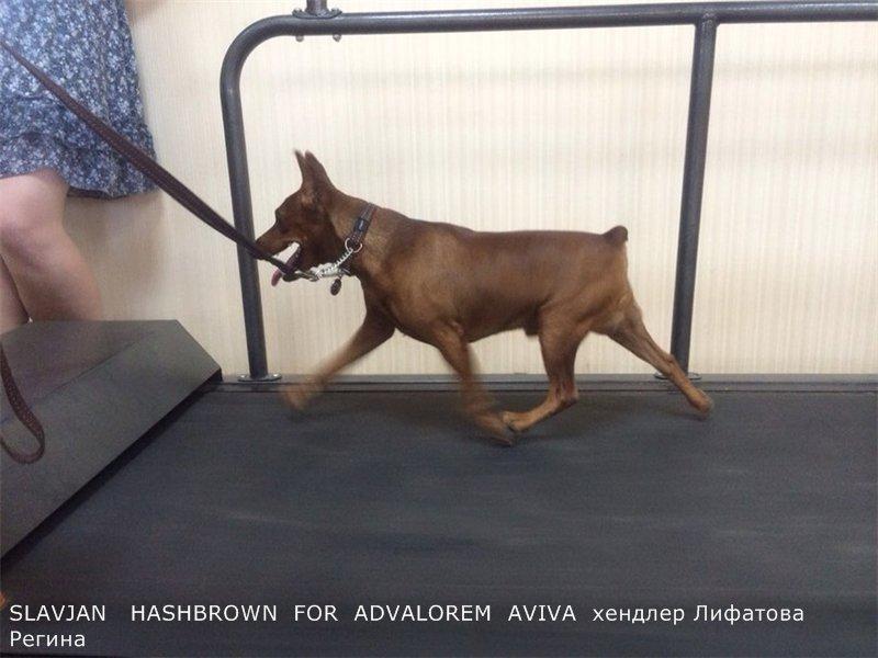 ФОРУМ ПЛАНЕТА ПИНЧЕР 