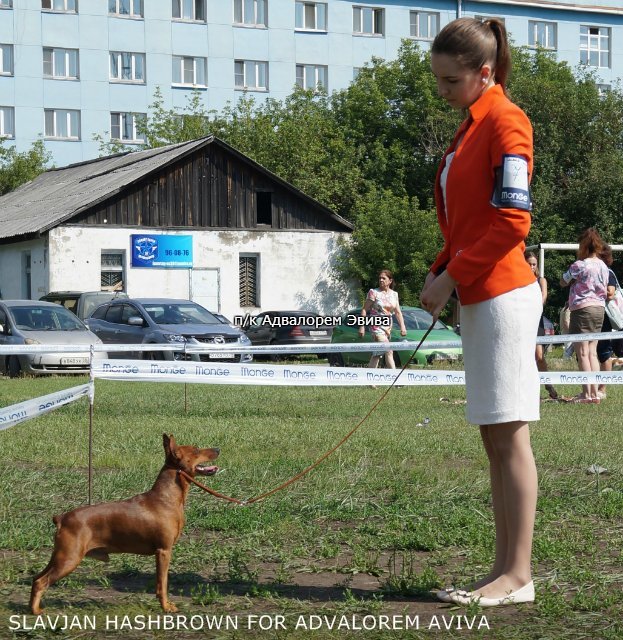 ФОРУМ ПЛАНЕТА ПИНЧЕР 