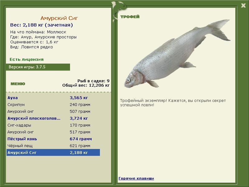 Амурский сиг 