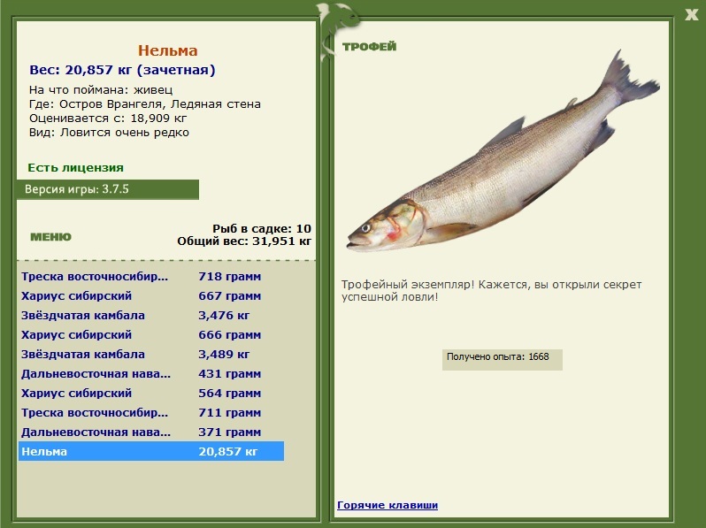 Нельма 