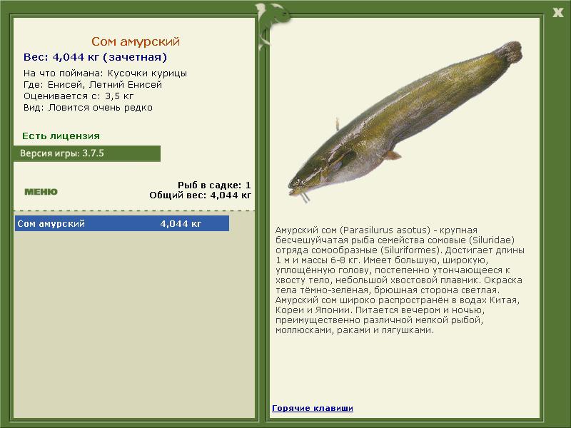 Енисей 
