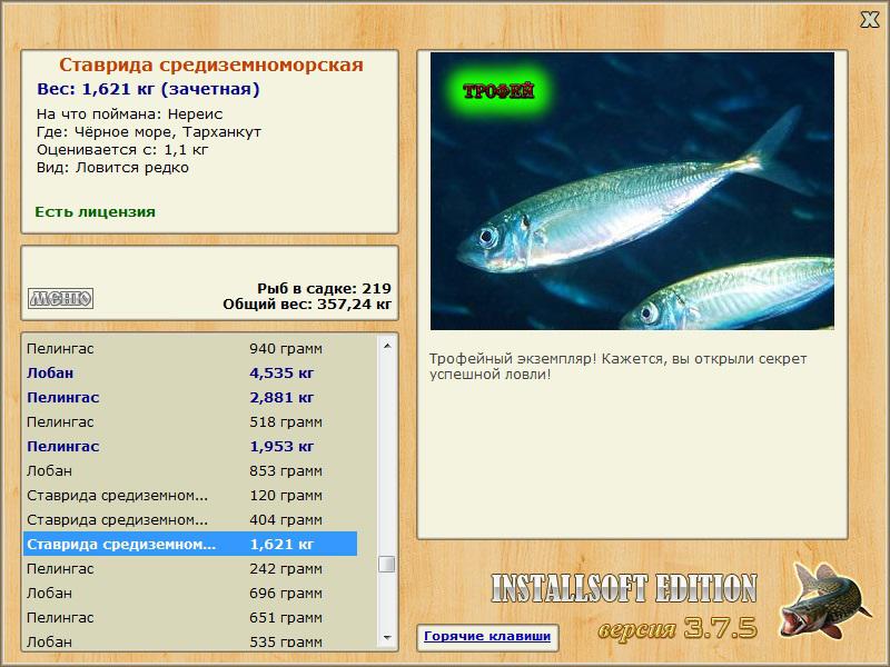 Ставрида среднеземноморская 