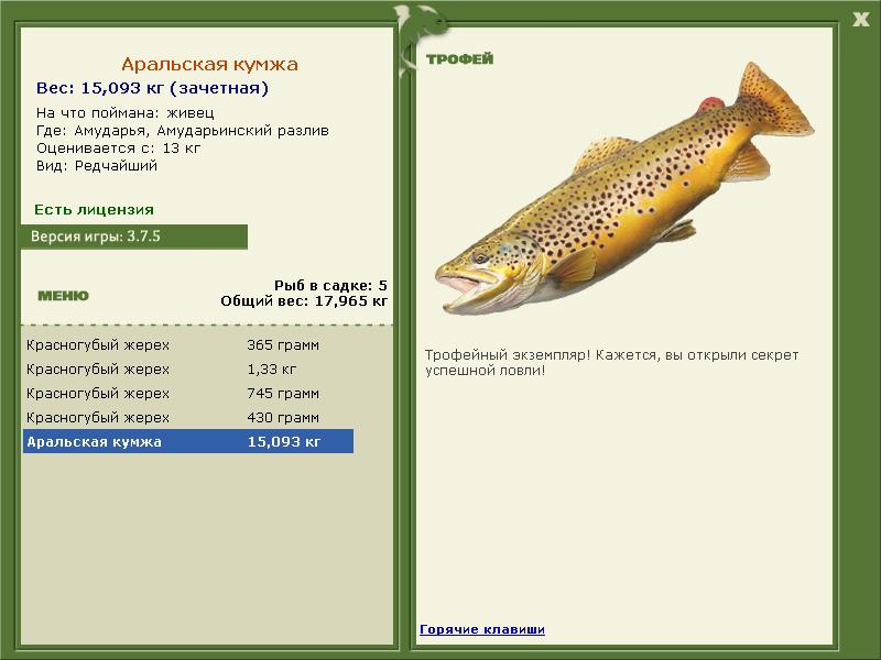 Аральская кумжа 