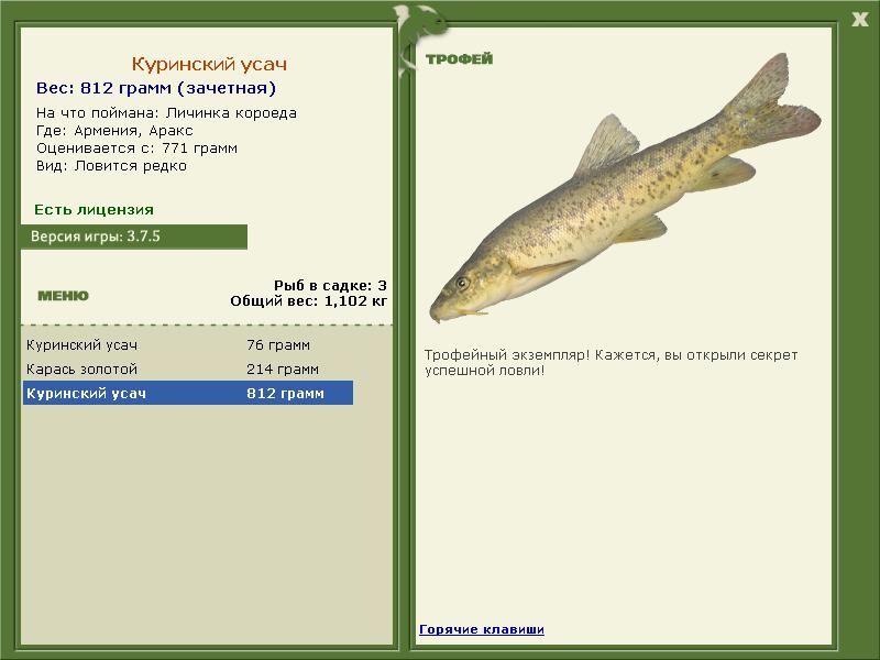 Куринский усач 