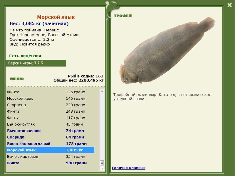 Морской язык 