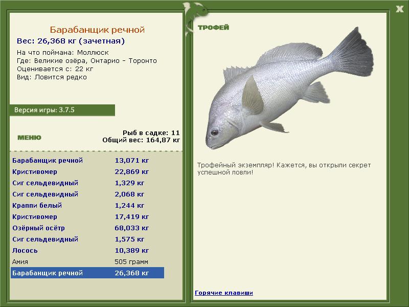 Барабанщик речной 