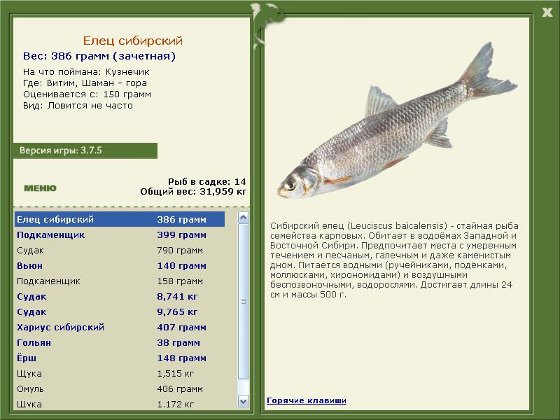  гора • Витим • РУССКАЯ РЫБАЛКА