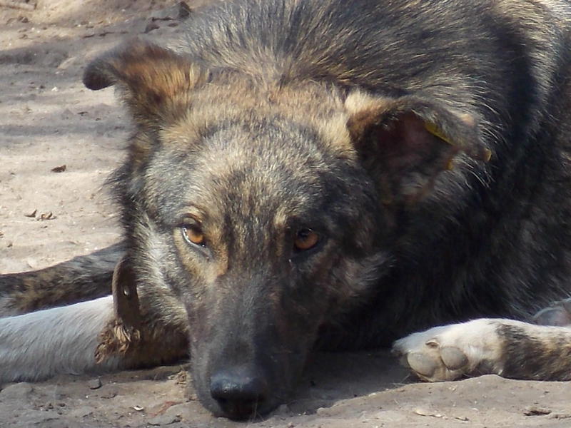  Блэйд - сбитый пес с сильным ушибом