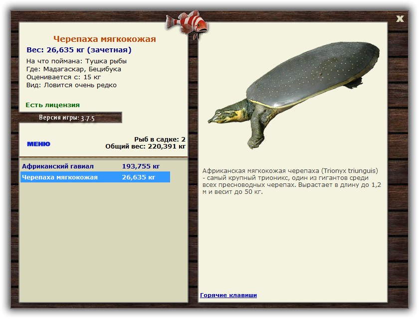 Бецибука 