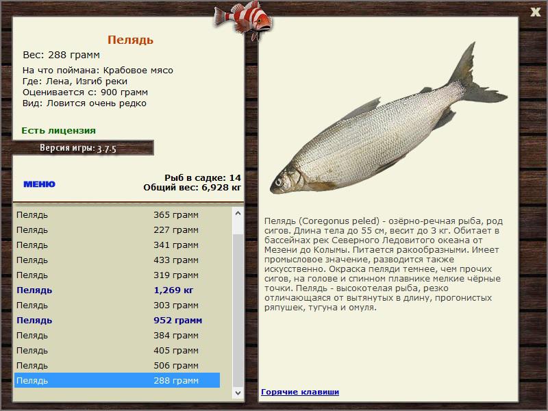 турниры • РУССКАЯ РЫБАЛКА