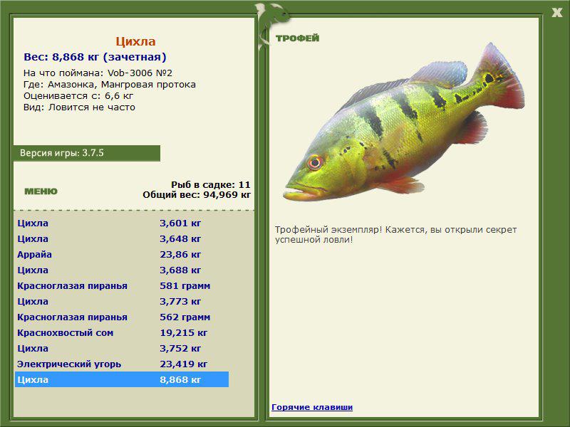 Цихла 