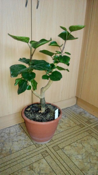Коробейники 