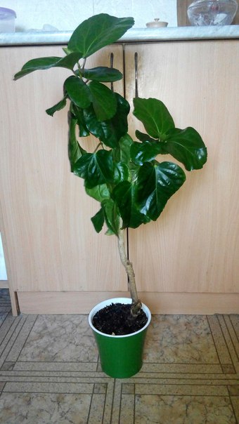 Коробейники 