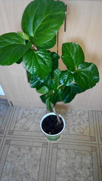 Коробейники 