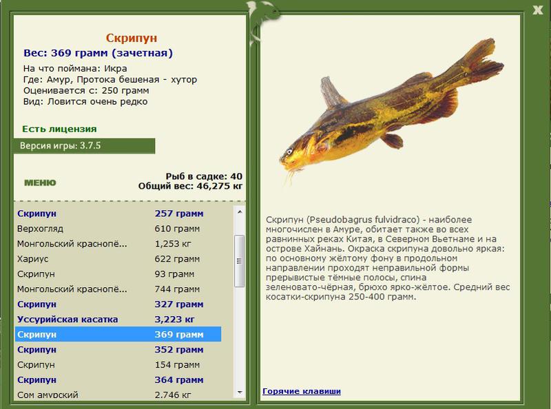  хутор • Амур • РУССКАЯ РЫБАЛКА