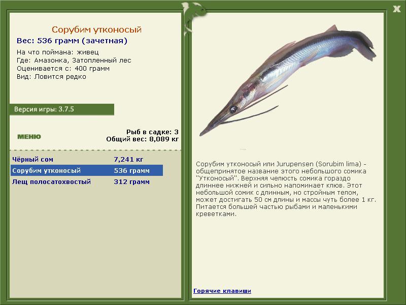 Затопленный лес 