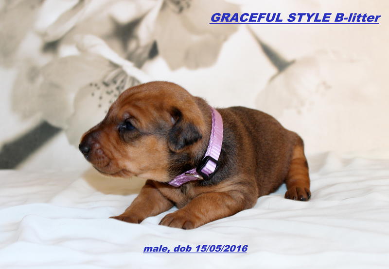  Просмотр темы - Graceful Style kennel г. Москва