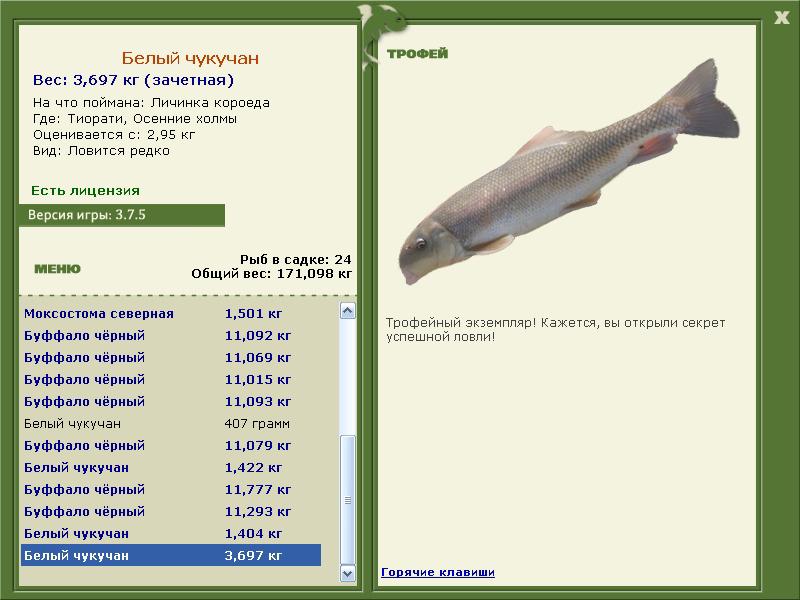 Белый чукучан 