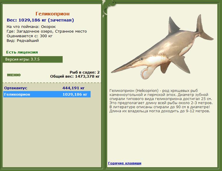 Окорок 