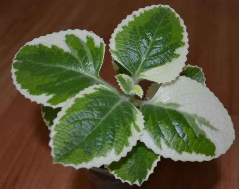 Plectranthus caninus